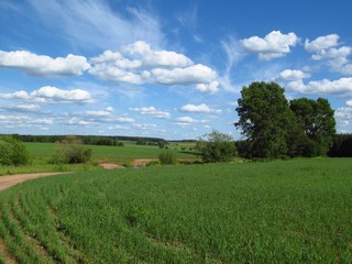 У тополей б/д Малоголовка (Дмитрий Зонов)
