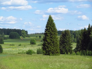 Ёлочка-красавица (Дмитрий Зонов)