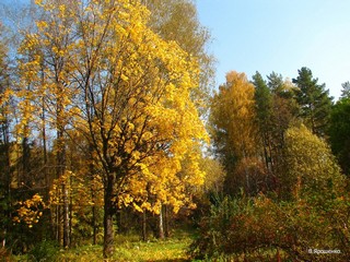 В дендросаде. (V.Yarochenko)