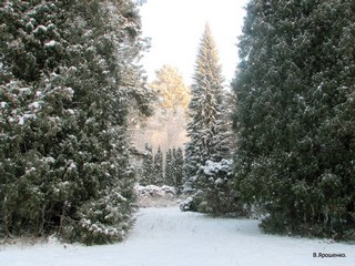 Туи в дендросаде. (V.Yarochenko)