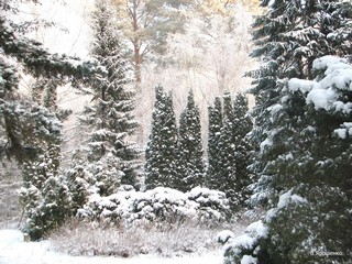 Русская зима. (V.Yarochenko)