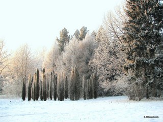 Можевельник. (V.Yarochenko)