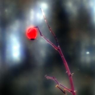 перезимовали... (Urakow Dmitry (darkbox))