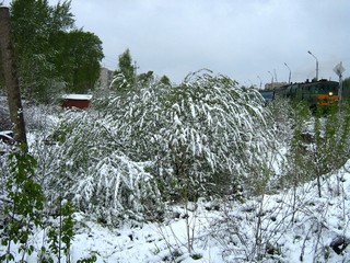Ул.Лепсе. Снег в мае. (Дмитрий Зонов)