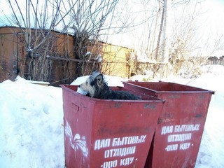 Собачья жизнь (Дмитрий Зонов)