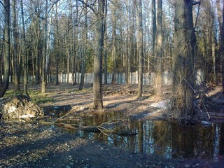 лес//forest (viktor drobot)