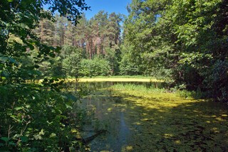 Одна из многочисленных стариц (GreatShaman)