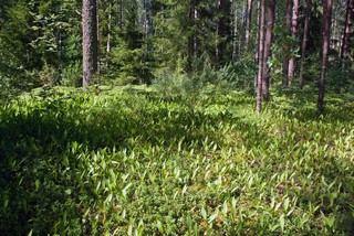 Газон из ландышей (GreatShaman)