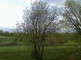 дерево у дороги (densmoke)