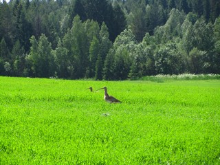 Кроншнепы (Александр Печеницын)