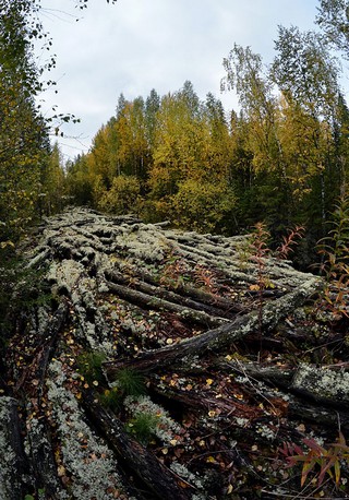 Древесный язык (Денис Логиновский (denlog))