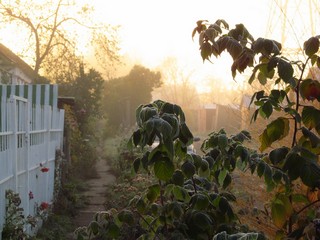 Утро, иней (Дмитрий Зонов)