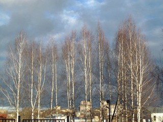 Берёзы, ноябрь (Дмитрий Зонов)