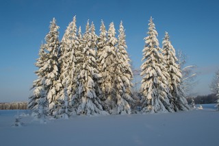 Совещание (Dmitrii Voronchikhin)