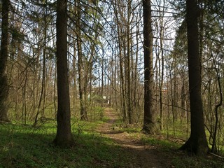 Лесная тропинка (Максим Цуканов)