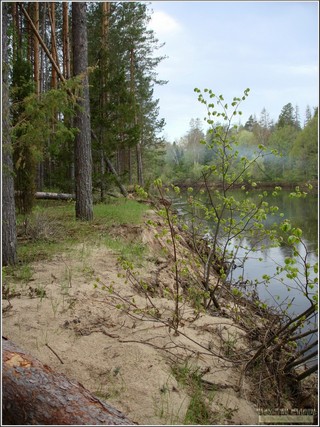 р. Большая Кокшага. (До автомобильного моста на трассе Р-176 «Вятка» примерно 25 км). Марий Эл. Россия. Май 2013 г.  (Alex Van Shumm)