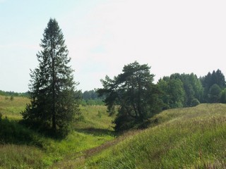 Лог в сторону р.Великой (Дмитрий Зонов)