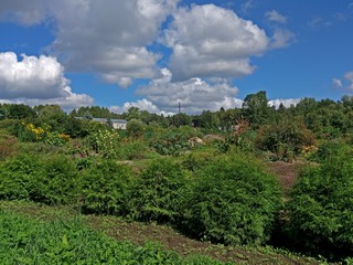 Загадочные кустики (Максим Цуканов)