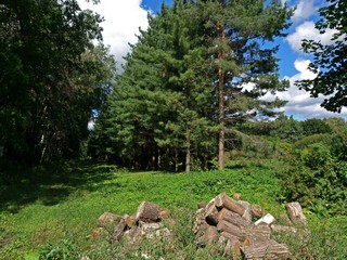 Заросшая аллея (Максим Цуканов)