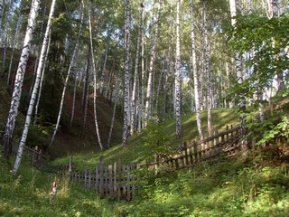 fence in the woods (zaliPar)
