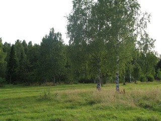 лес (Slaviantus)