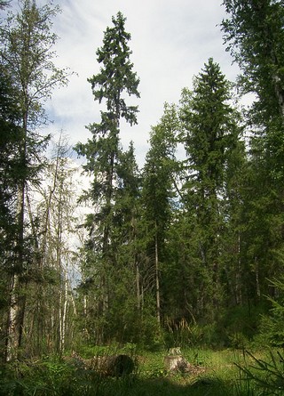 Tajga forest (Andrey Vishin)