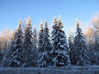 Зимний лес у трассы (Дмитрий Зонов)