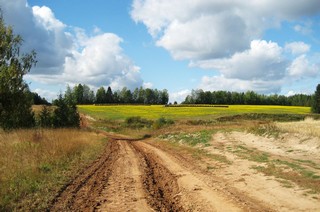 Полевая дорога на запад от д. Цепели (Andrey Fetisov)