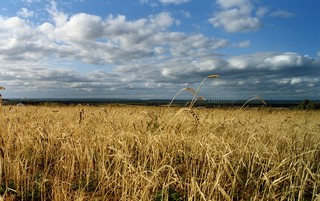пшеница поспела (rainline)