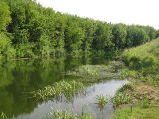 река Тойма возле Тихоново в августе (Сергей Талдыкин)