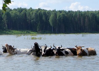 Рябовские пруды (Andreev Kostyan)