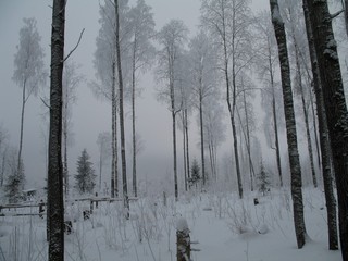 Январский лес (Slaviantus)
