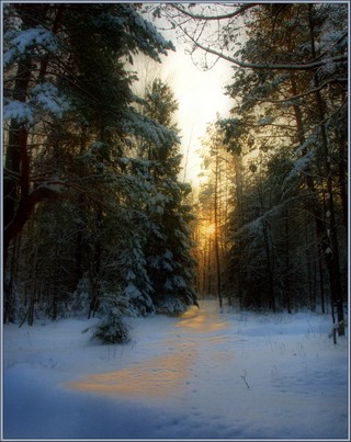 Вечерняя сказка зимнего леса. (Юрий Ефимов)