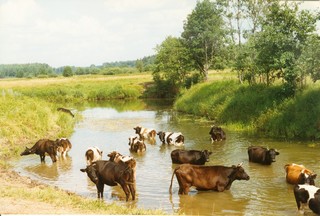 Коровы на Кундыше возле 
