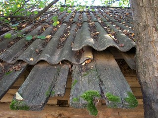 Вуж липет / roof old hayloft / Крыша старого сеновала под сенью яблони. (Kajsy)