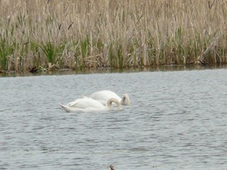 Swan (DISCO COMMANDER)