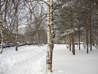 Лыжня в парке Победы (Дмитрий Зонов)