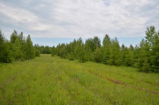 Лесопосадки вдоль дороги (Devyatibr)