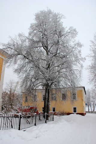 Снежное дерево (Александр Доркин)