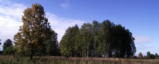  Деревья (Andrey Ivashchenko)
