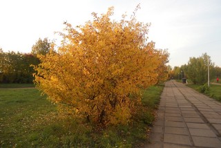 Осень (Andrey Ivashchenko)