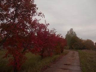 Осенняя тропа (Andrey Ivashchenko)