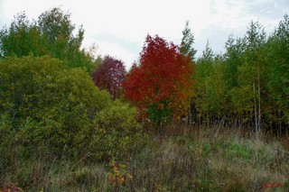 Осенний лес (gtn_58)