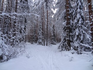 Лыжня расходится (bokax)