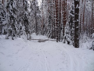 Упавшее дерево и очередная лыжная развилка (bokax)