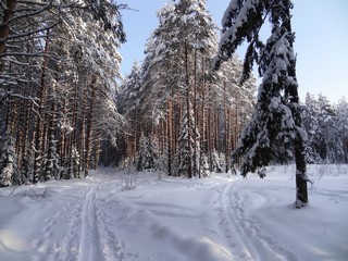 Бобинский бор январь (bokax)