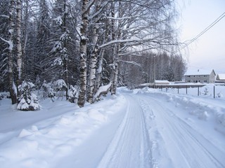 Берёзы у дороги (Дмитрий Зонов)