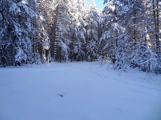 Полянка в лесу (bokax)