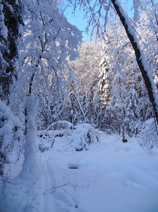 р. Чернушка лыжный переход (bokax)