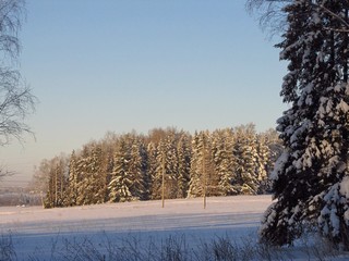 Восточная опушка (Дмитрий Зонов)